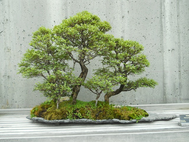 la culture du bonsai
