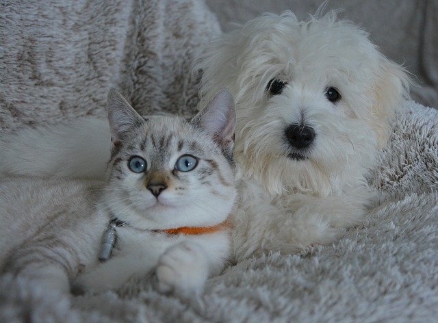 mutuelle chien-chat