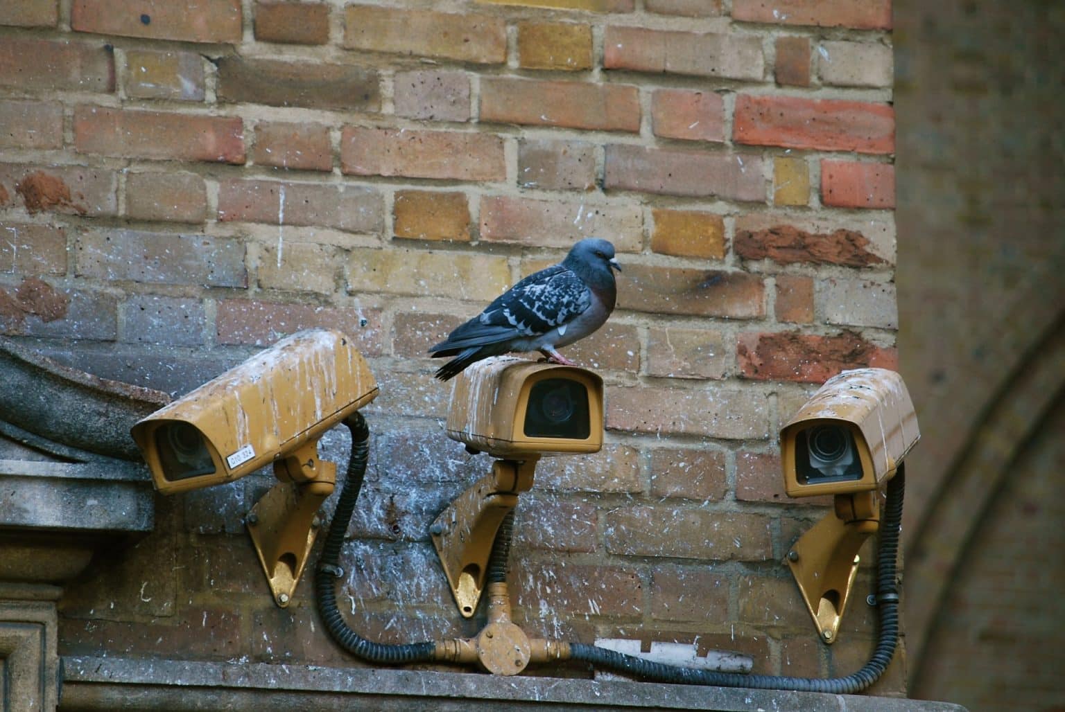 Comment faire fuir les pigeons ? - Fluxenet.fr